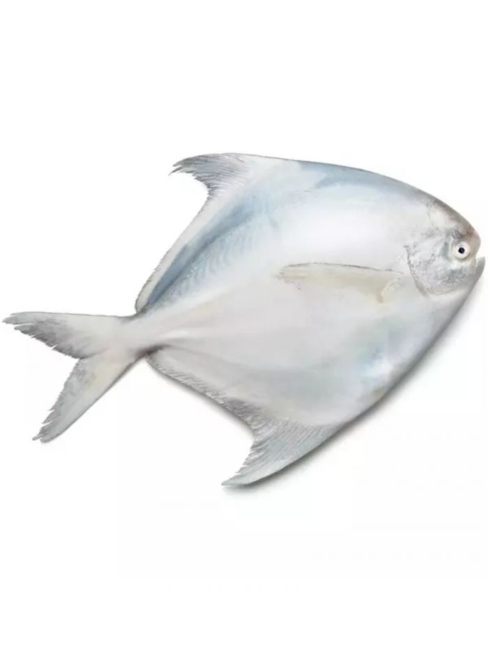 سمك زبيدي ابيض كامل (300/500) 10 كجم